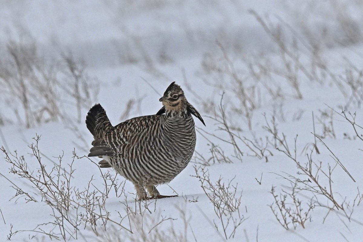 Greater Prairie-Chicken - ML613994276