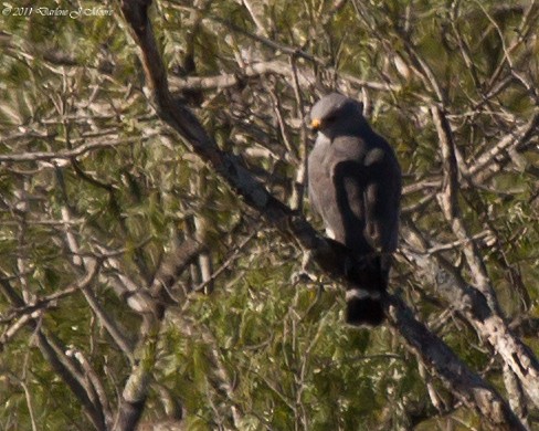 Gray Hawk - Darlene J McNeil