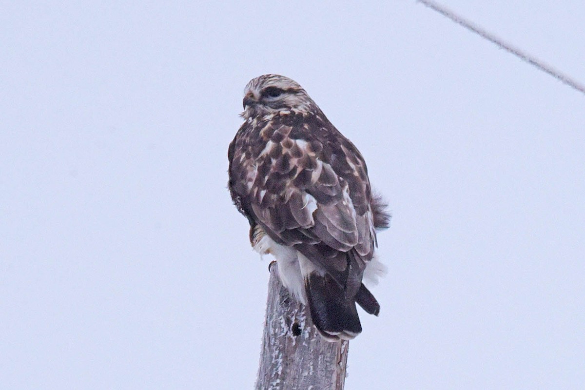 Rough-legged Hawk - ML613994355