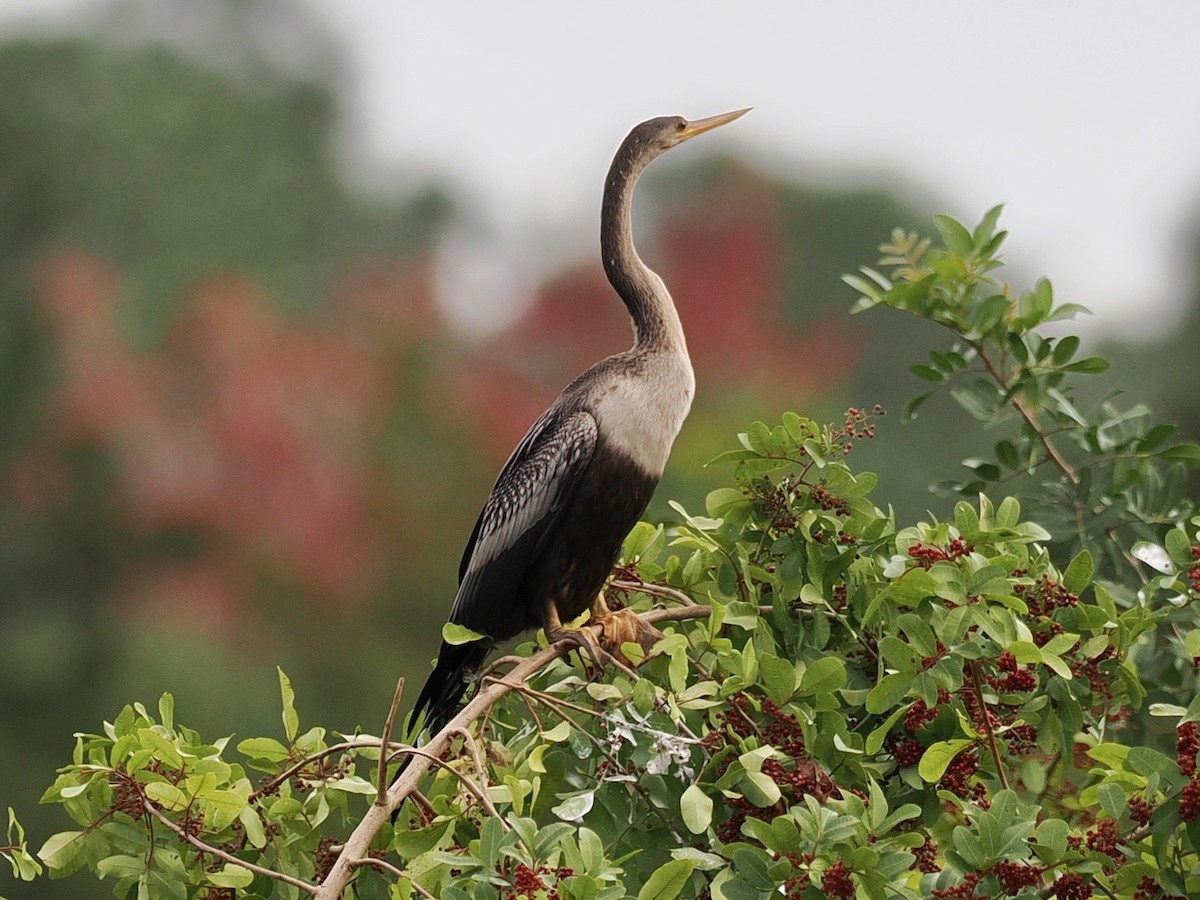 Anhinga - ML613994390
