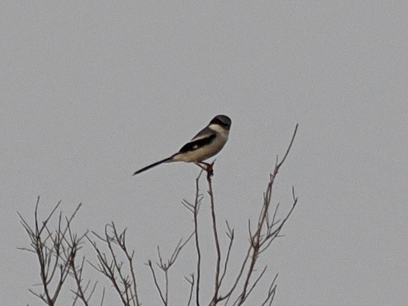 Loggerhead Shrike - ML613994398