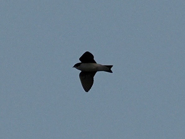 Tree Swallow - ML613994406