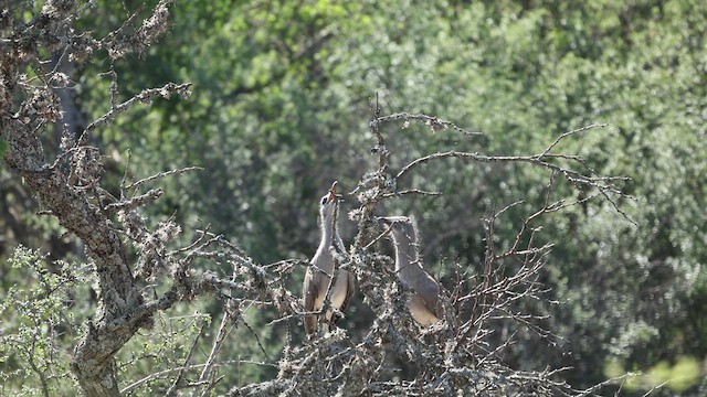 Black-legged Seriema - ML613994407