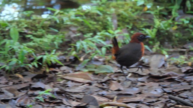 Rufous-breasted Antthrush - ML613994502