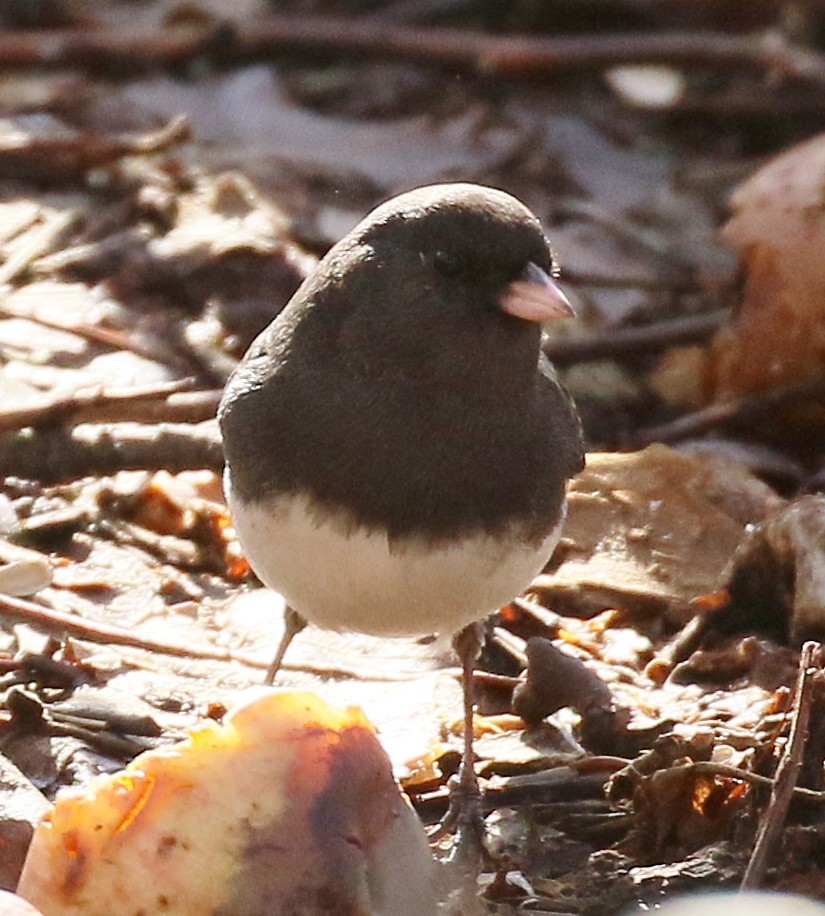 Dark-eyed Junco (Slate-colored) - Debby Parker