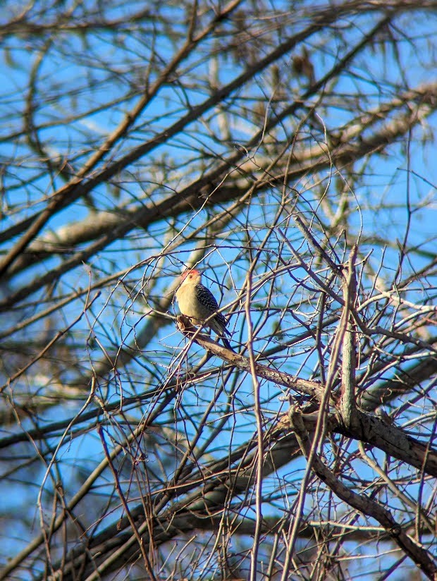 Red-bellied Woodpecker - ML613994560