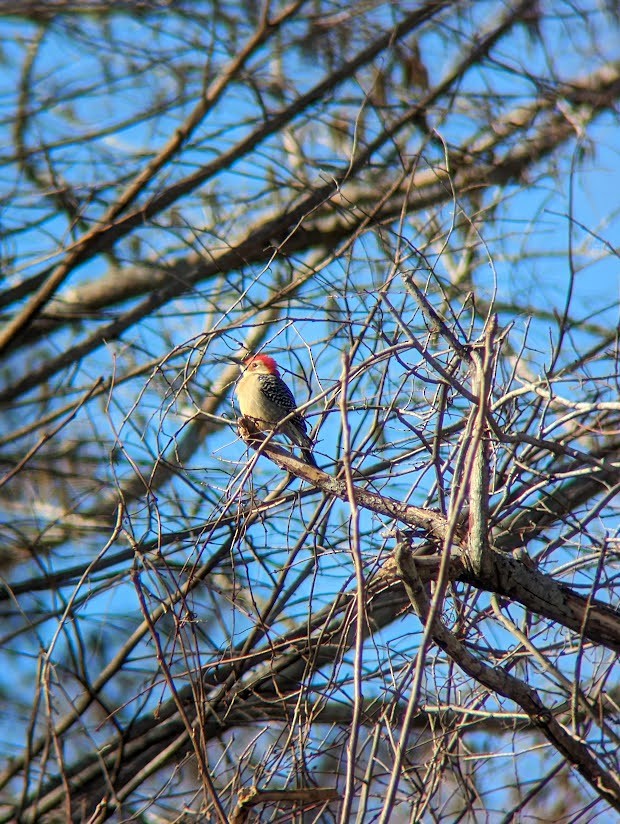 Red-bellied Woodpecker - ML613994564