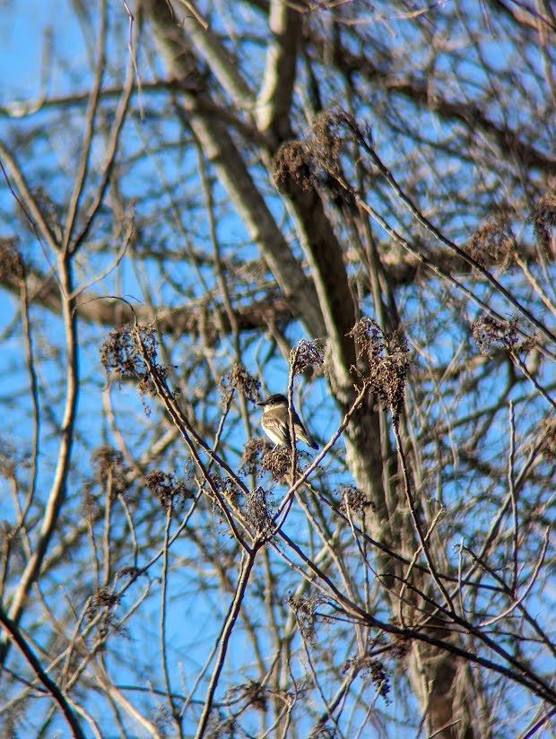 Eastern Phoebe - ML613994573