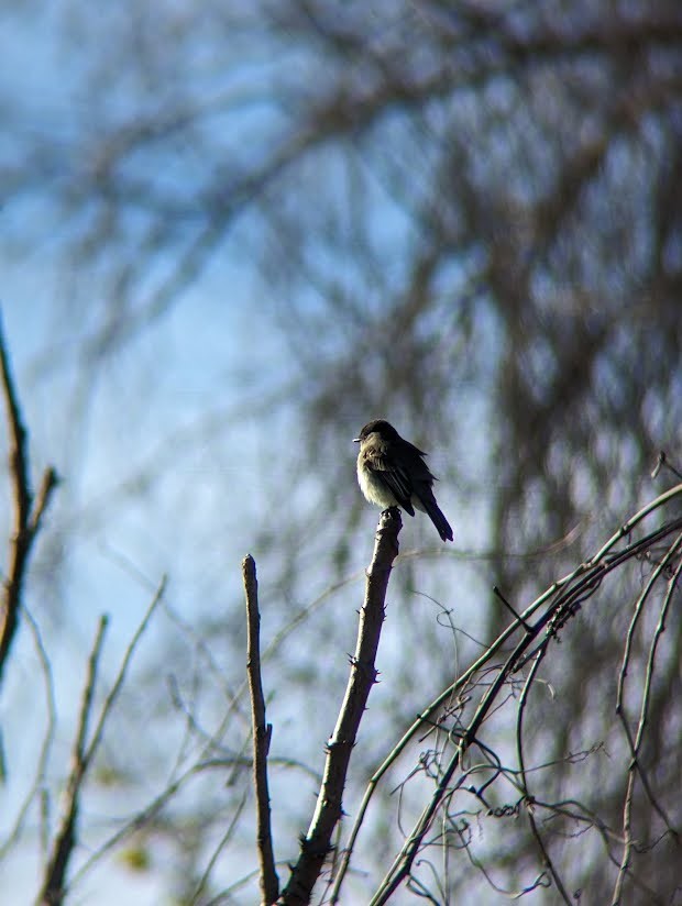 Eastern Phoebe - ML613994585