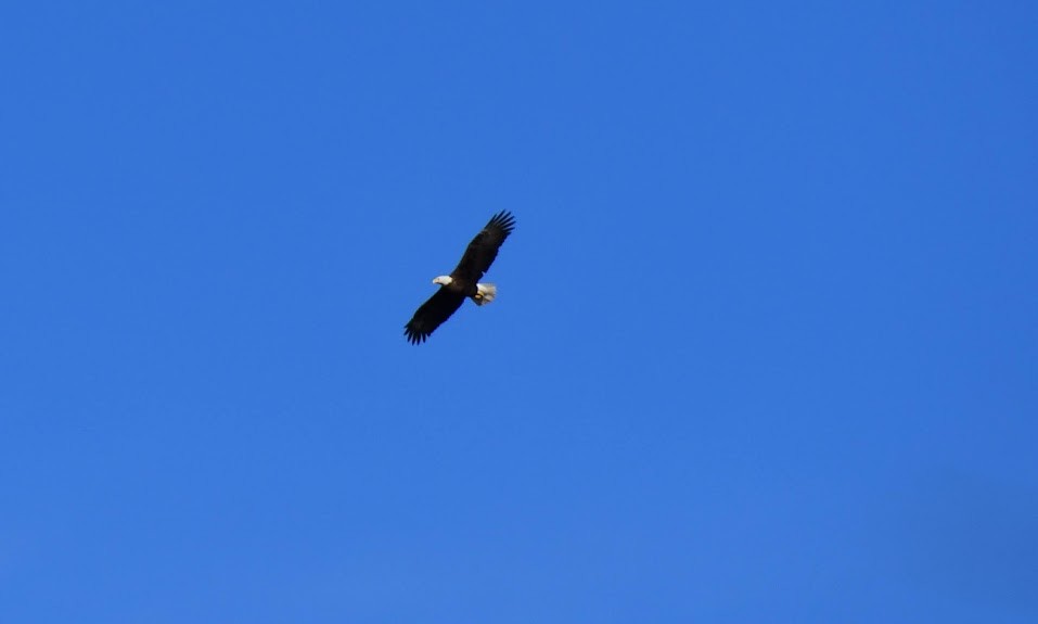 Bald Eagle - ML613994596