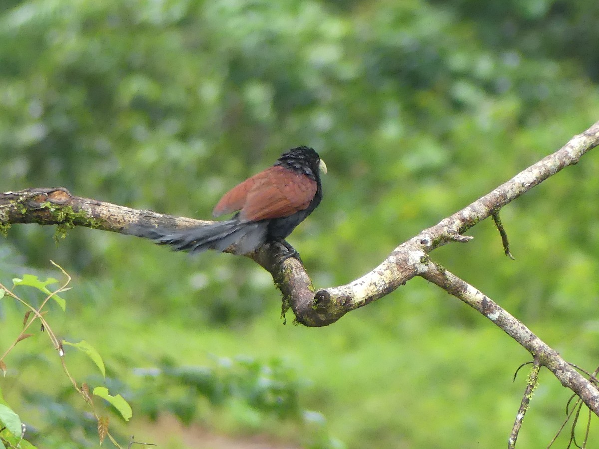 Green-billed Coucal - ML613994597