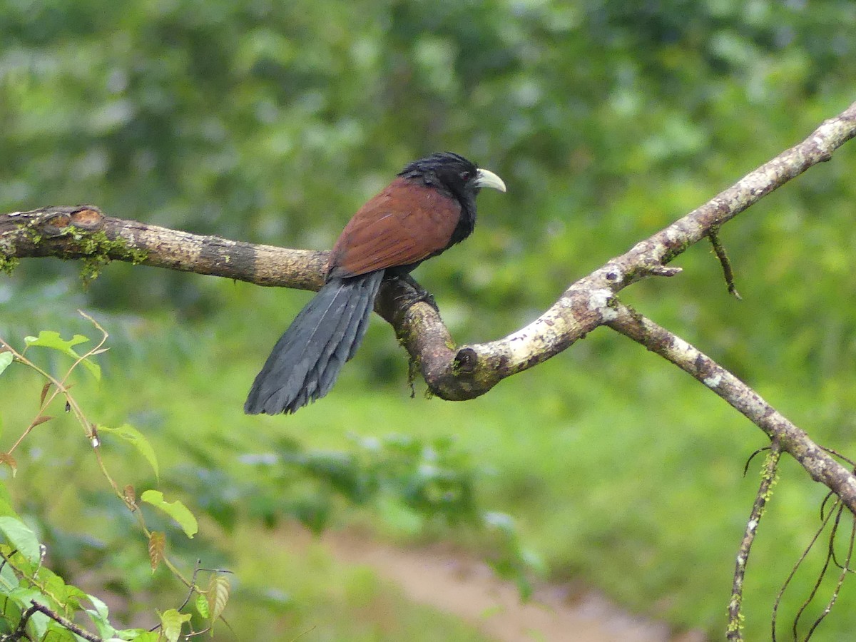 Green-billed Coucal - ML613994598
