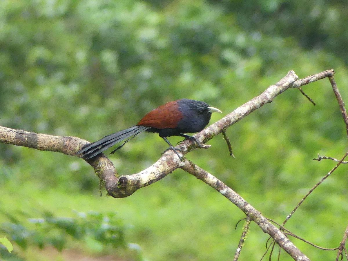 Green-billed Coucal - ML613994599