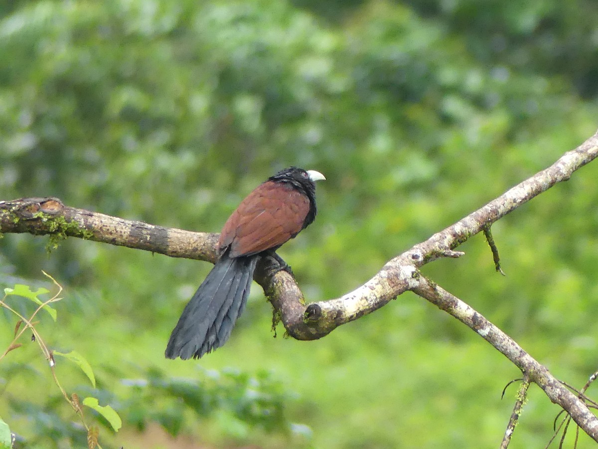 Green-billed Coucal - ML613994600