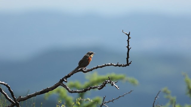 Olive-crowned Crescentchest - ML613994619