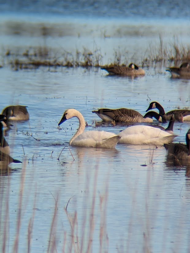 Tundra Swan - ML613994629