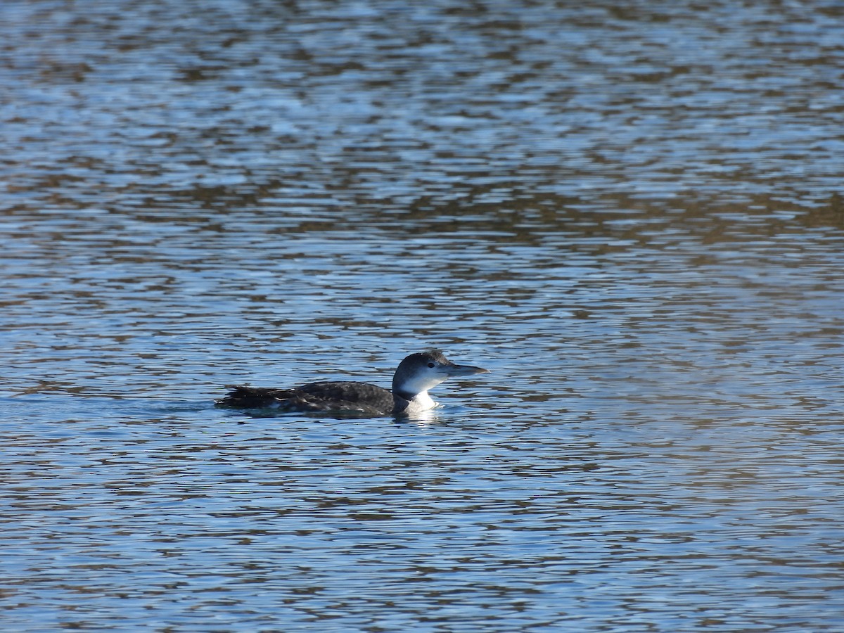 Common Loon - ML613994639