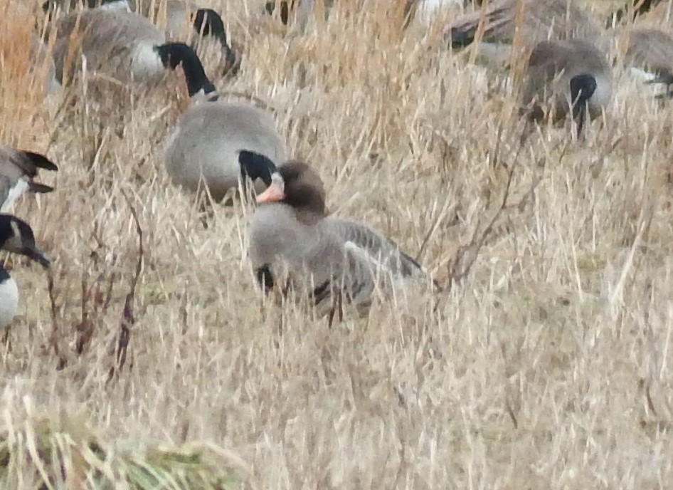 Greater White-fronted Goose - Kathy Calvert