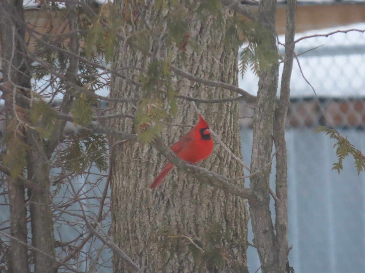 Northern Cardinal (Common) - ML613994792