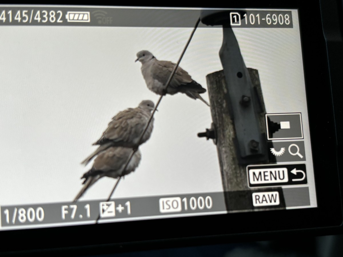 Tortora dal collare - ML613994821