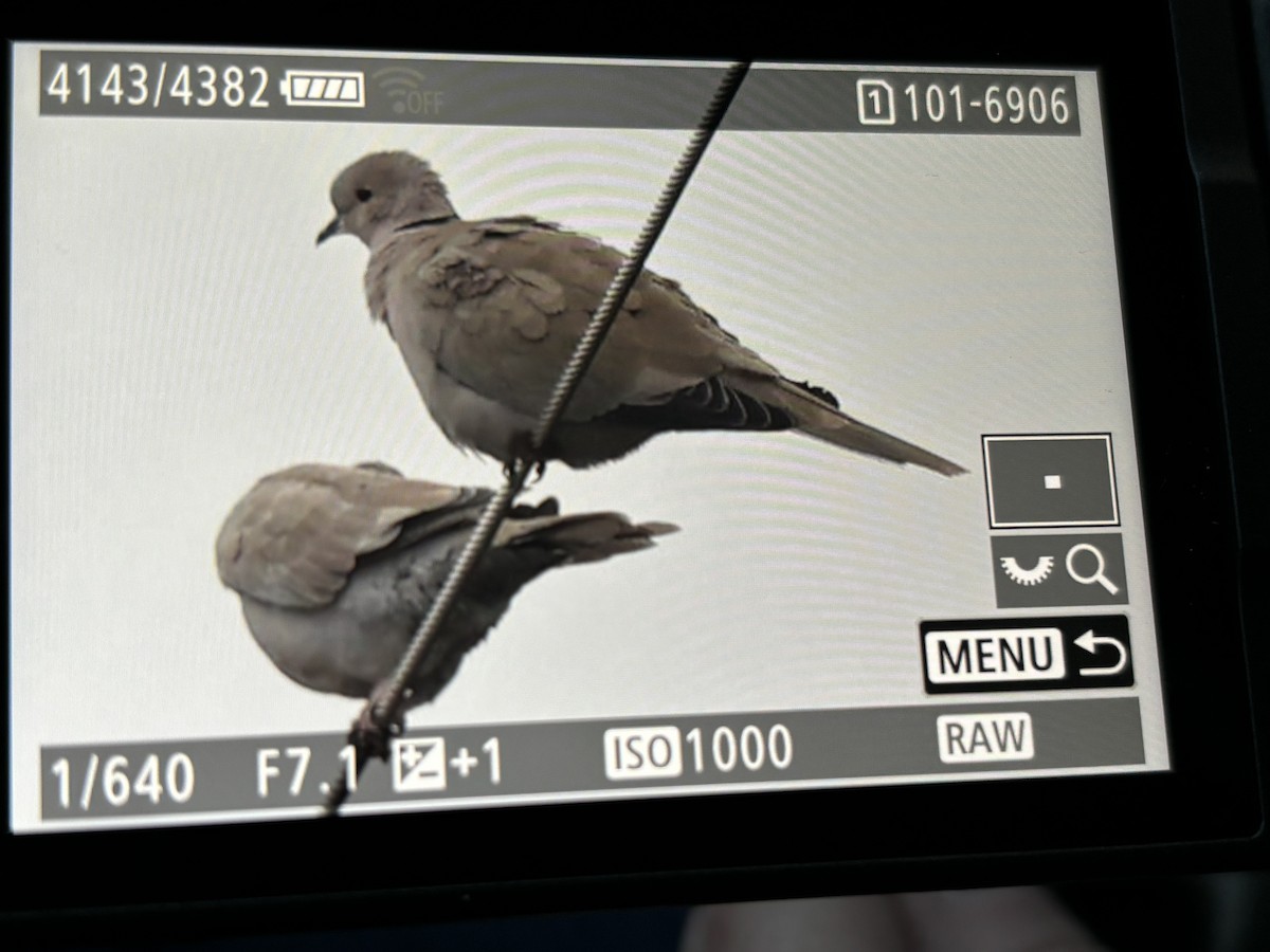 Tortora dal collare - ML613994822