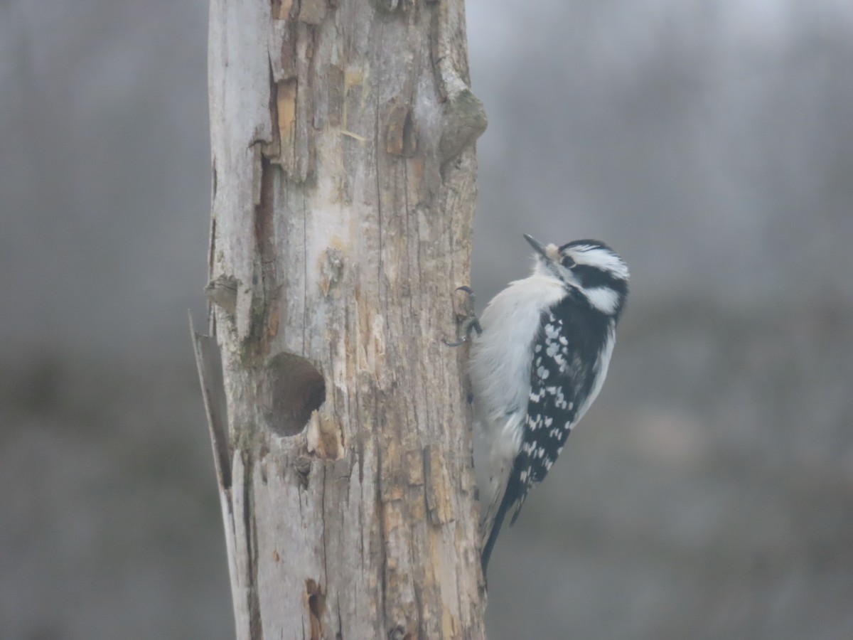 Downy Woodpecker (Eastern) - ML613994827