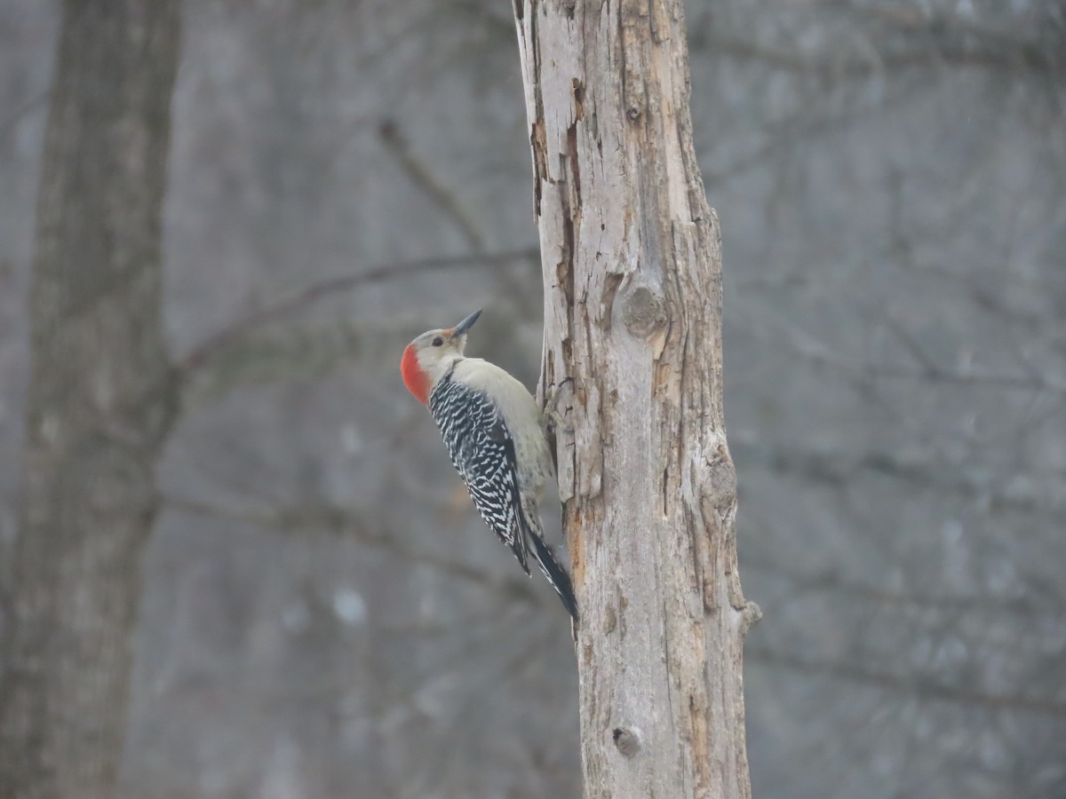 Red-bellied Woodpecker - ML613994880