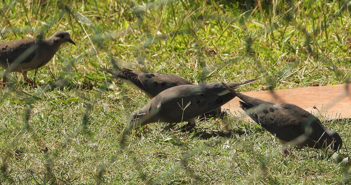 Eared Dove - ML613994883