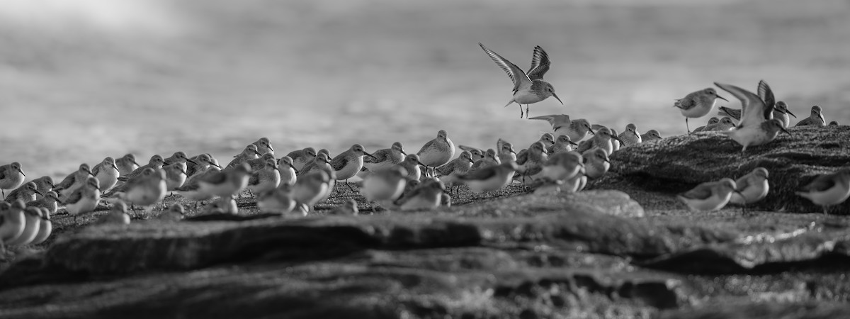 Kara Karınlı Kumkuşu - ML613994924