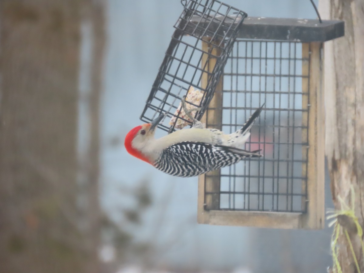 Red-bellied Woodpecker - ML613994955
