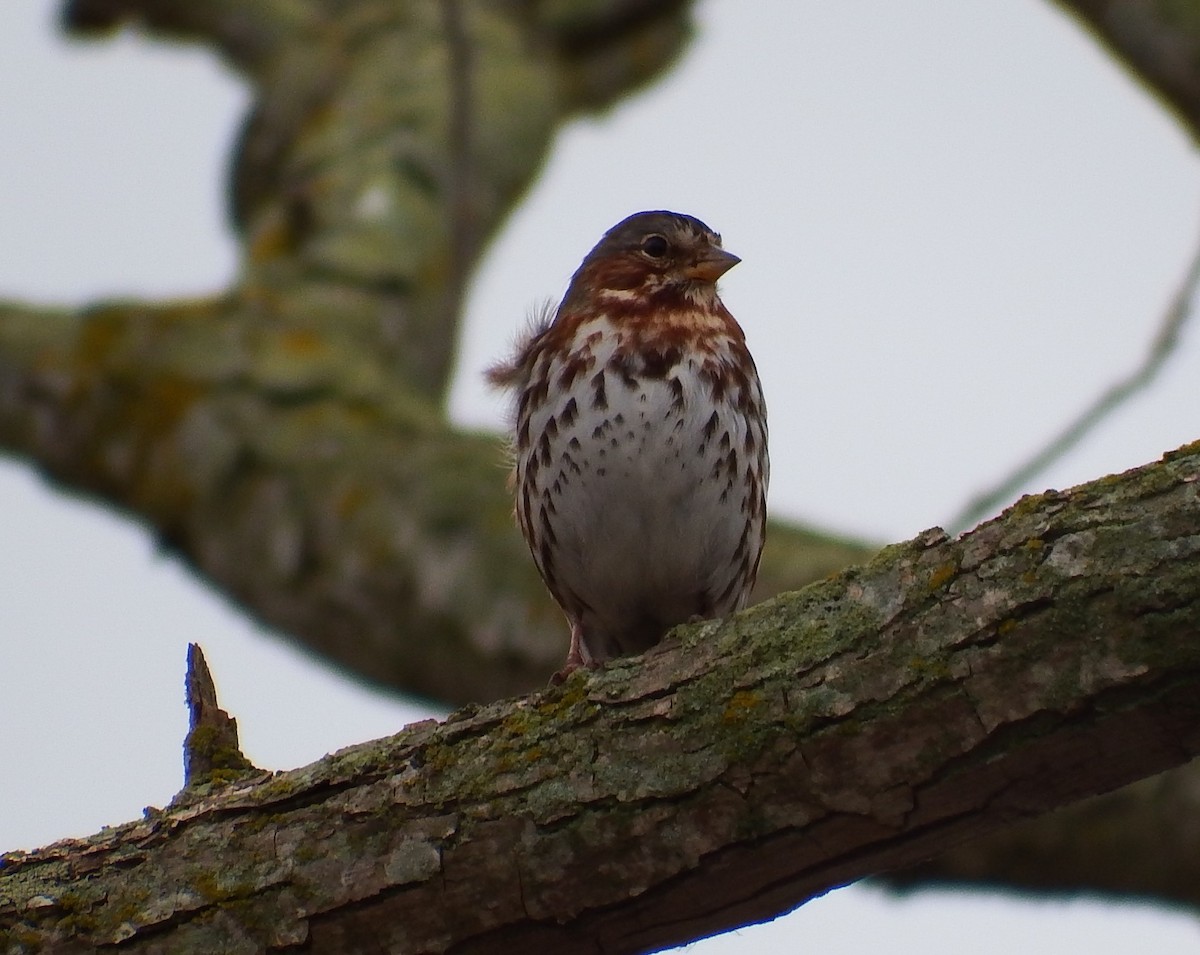 Fox Sparrow (Red) - Kathy Calvert