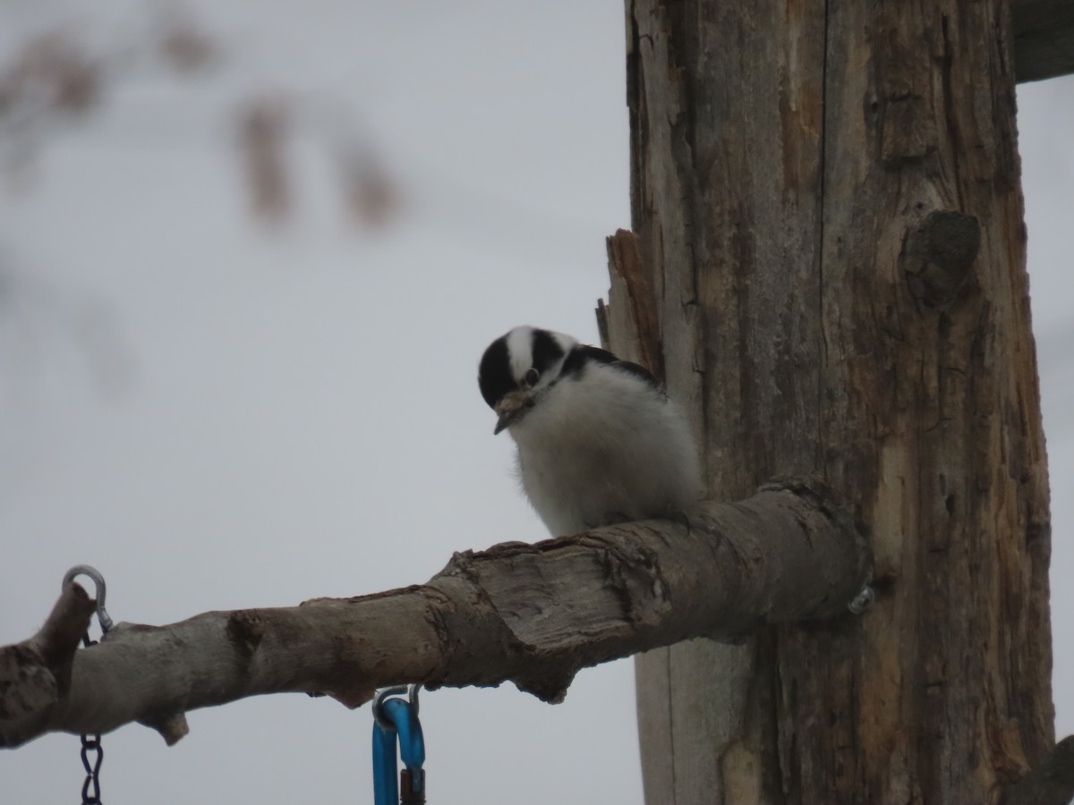 Downy Woodpecker (Eastern) - ML613995018