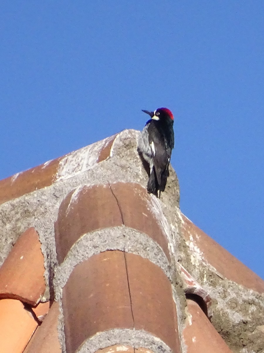 Acorn Woodpecker - ML613995072