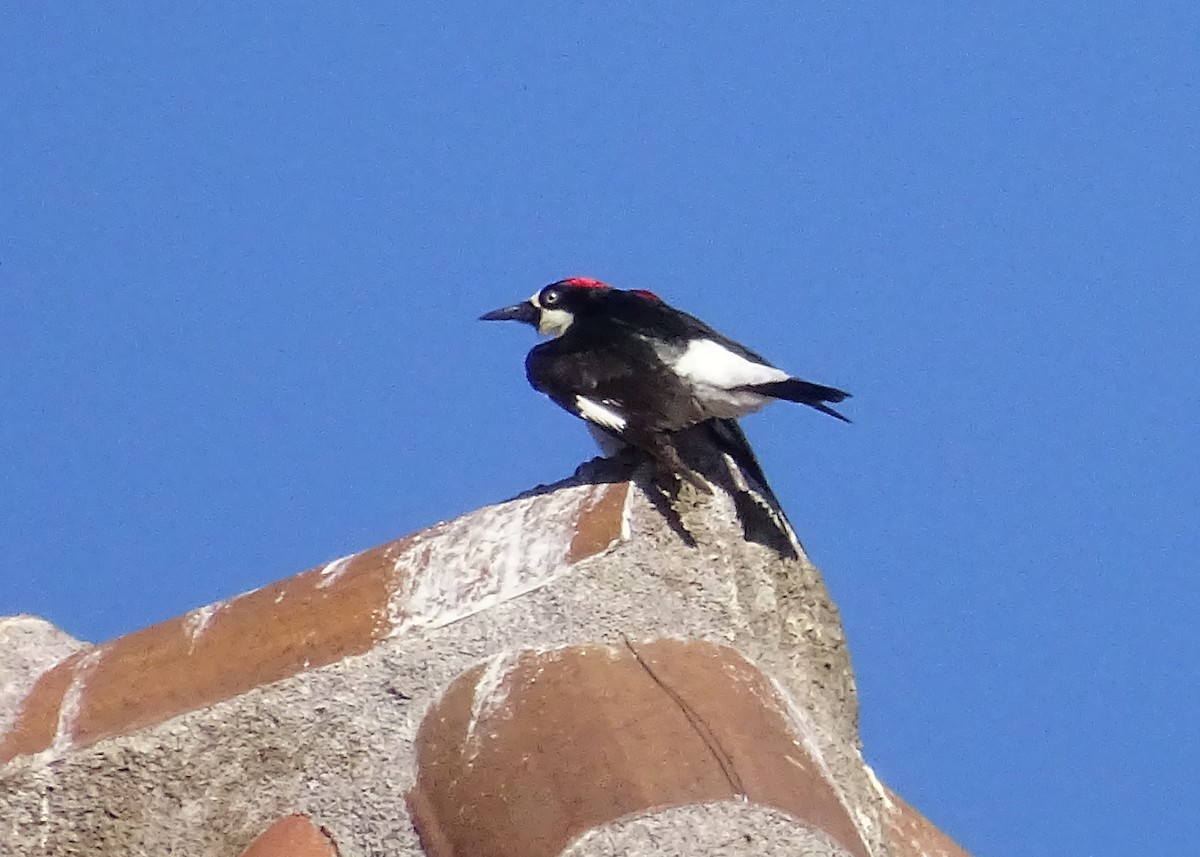 Acorn Woodpecker - ML613995073