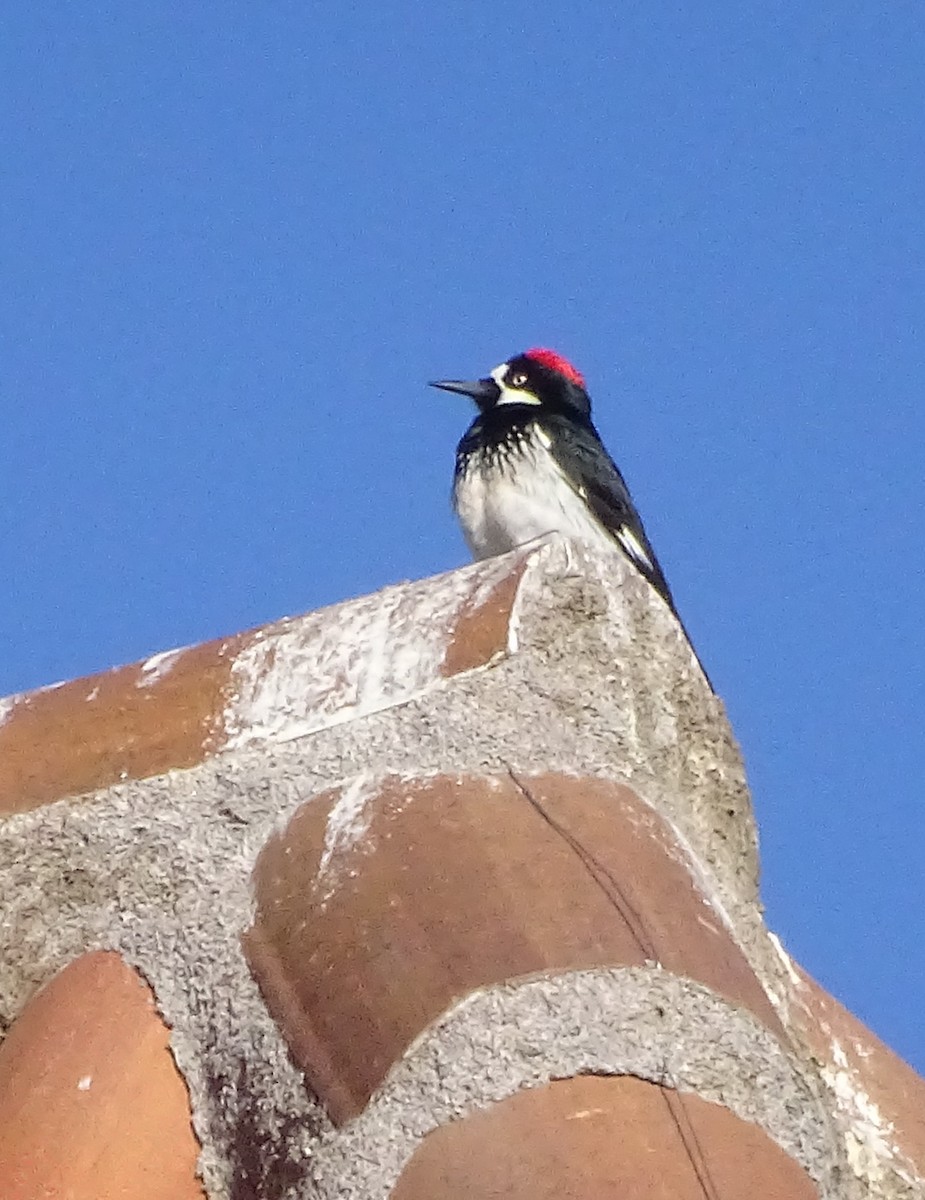 Acorn Woodpecker - Nancy Overholtz