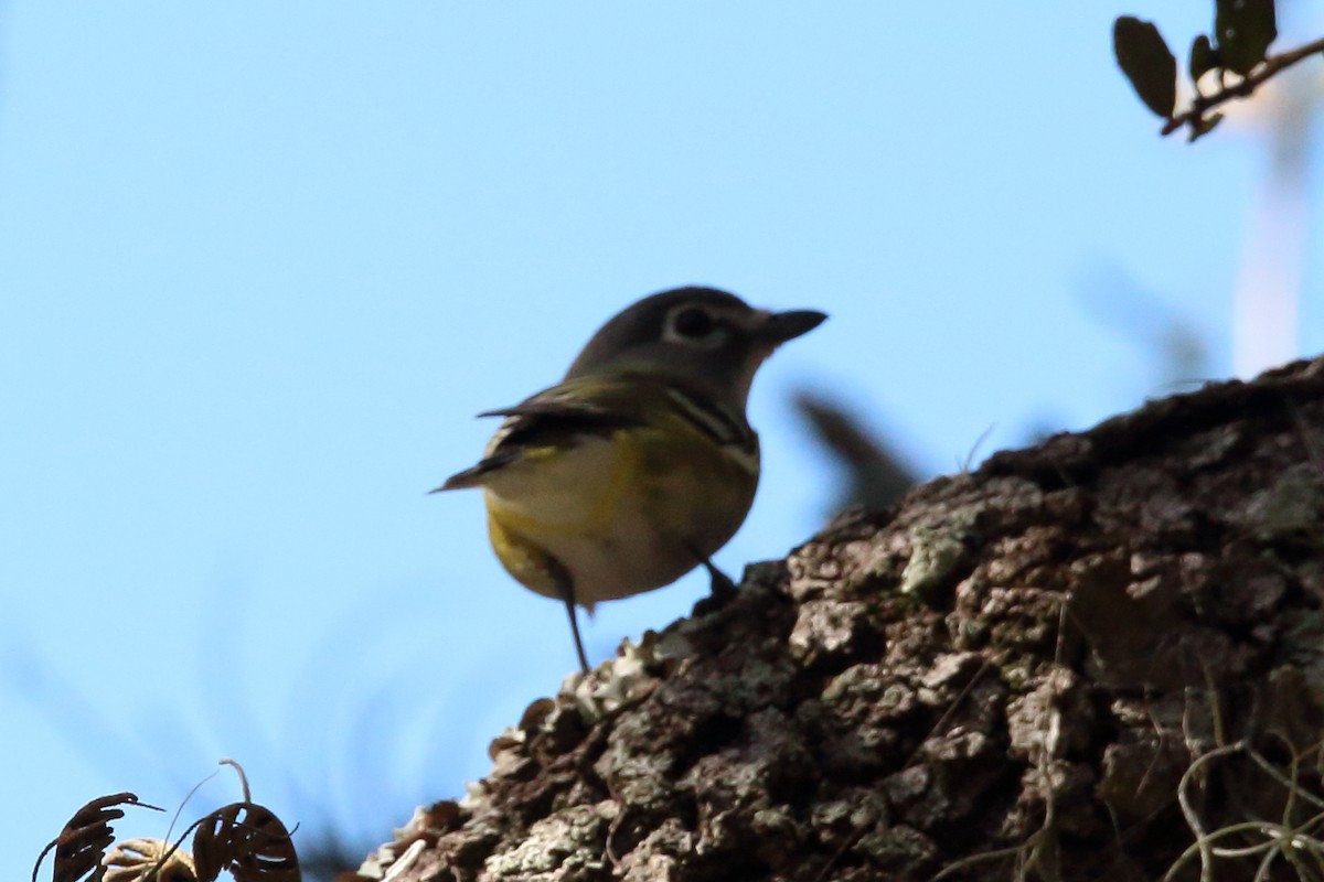 Blue-headed Vireo - Robert Gonzalez