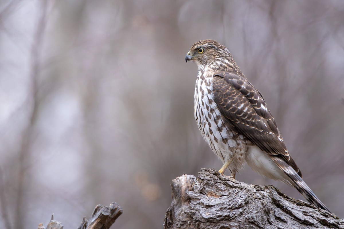 Cooper's Hawk - ML613995182