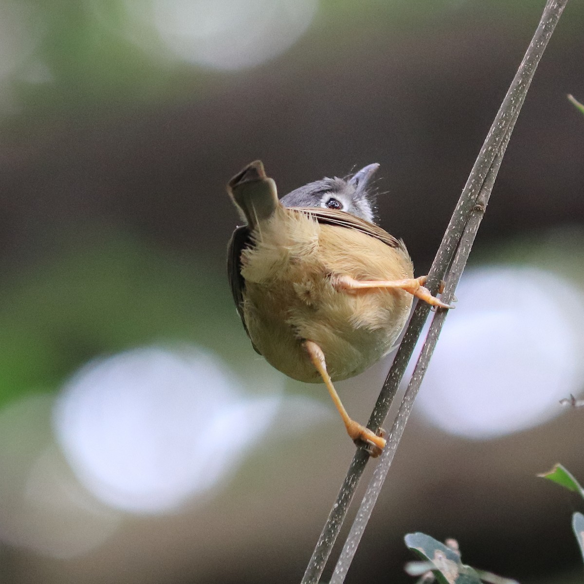 Morrison's Fulvetta - ML613995187