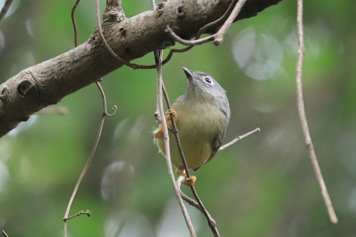 Morrison's Fulvetta - ML613995188