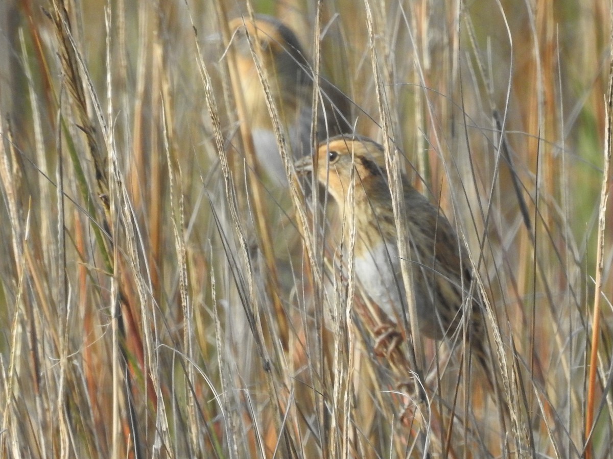 Nelson's Sparrow - ML613995285