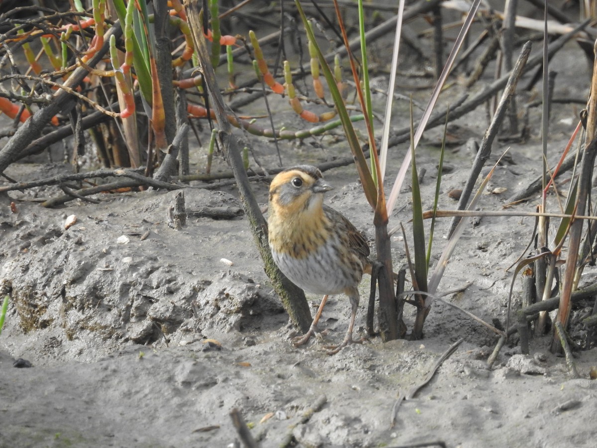 Nelson's Sparrow - ML613995286