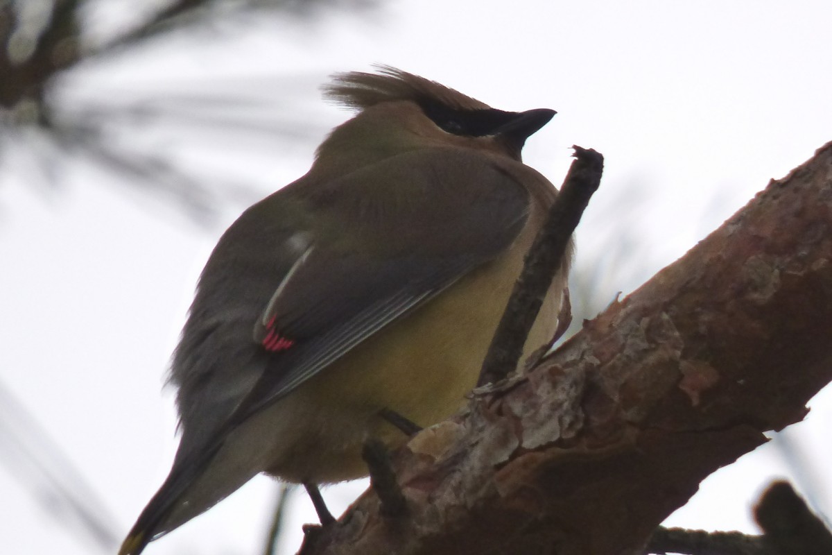 Cedar Waxwing - ML61399531