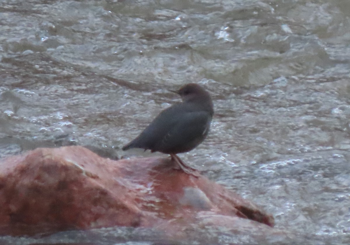 American Dipper - ML613995318