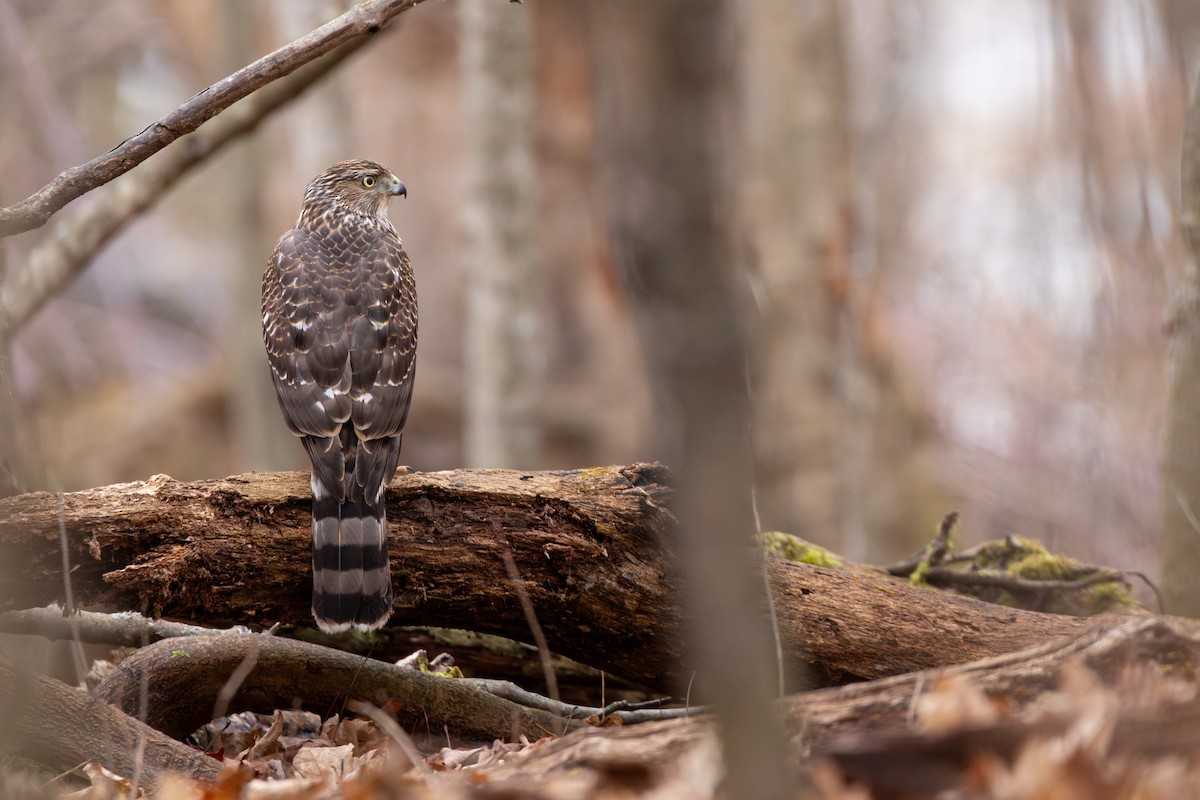 Cooper's Hawk - Rain Saulnier