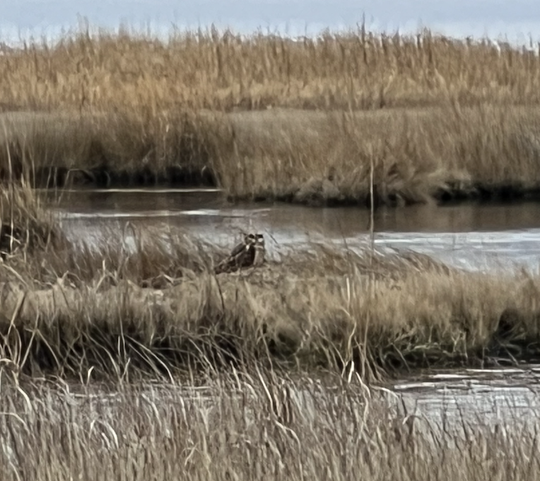 Short-eared Owl - ML613995359