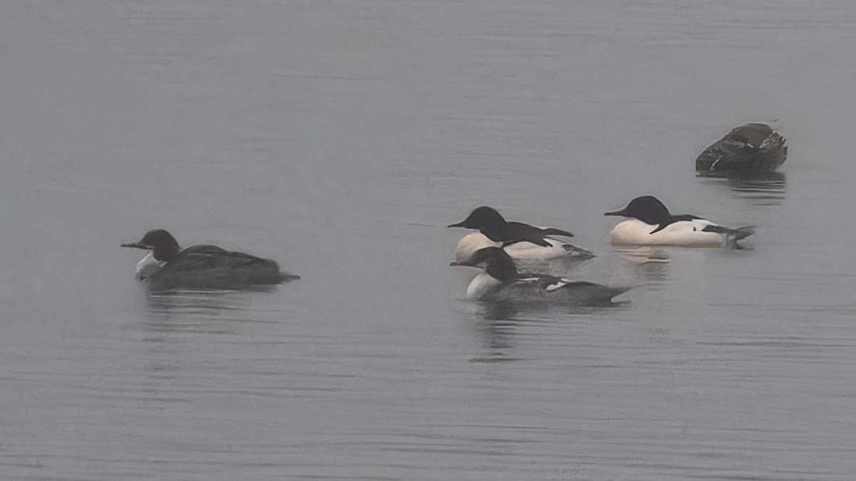 Common Merganser - ML613995363