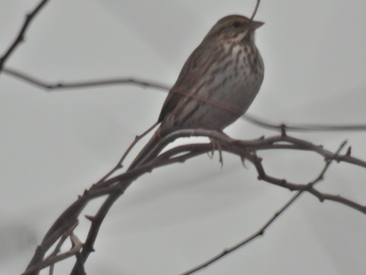 Savannah Sparrow - ML613995364