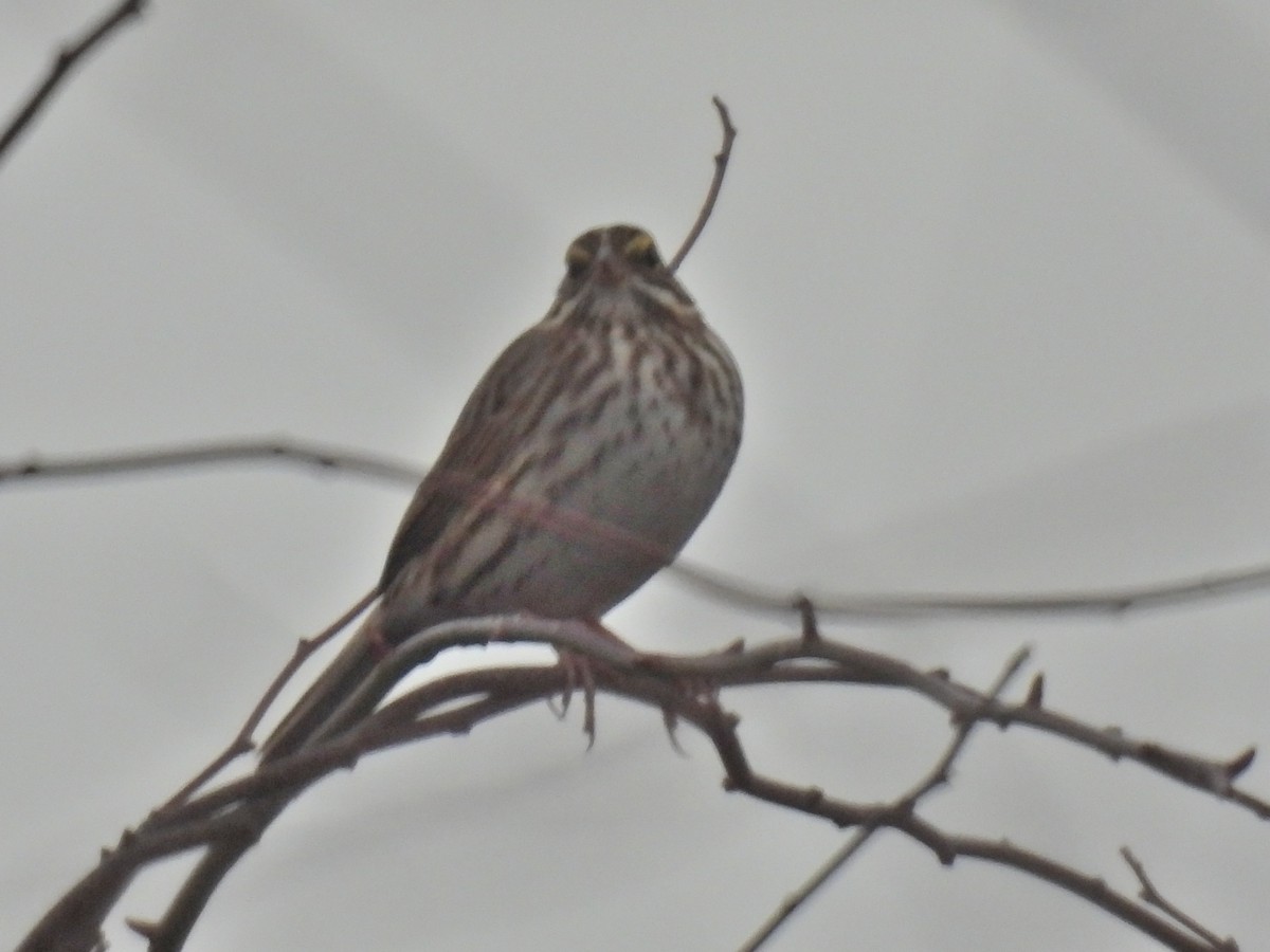 Savannah Sparrow - ML613995365
