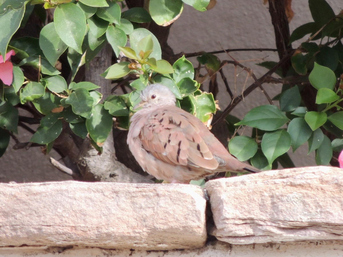 Ruddy Ground Dove - ML613995402