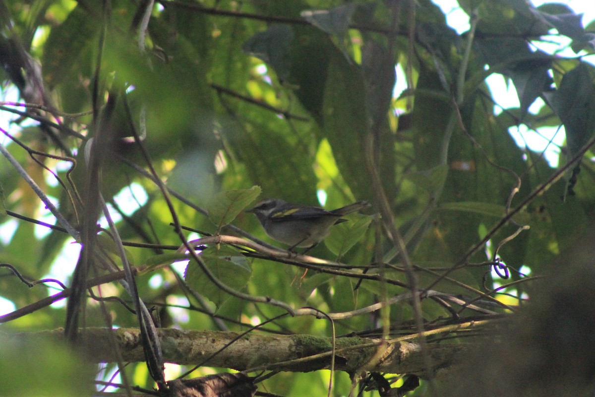 Golden-winged Warbler - Daniel de Jesus Garcia León